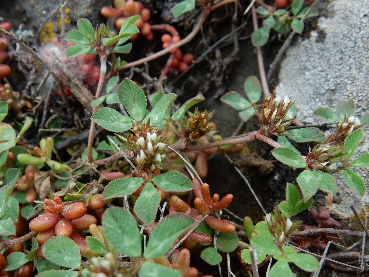 Trifolium scabrum subsp. scabrum (Fabaceae)